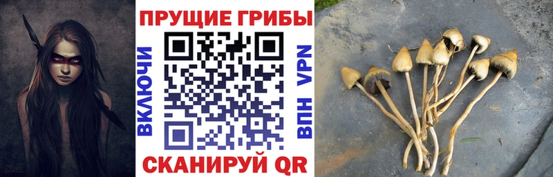 Псилоцибиновые грибы MAGIC MUSHROOMS  купить наркотики цена  Новозыбков 